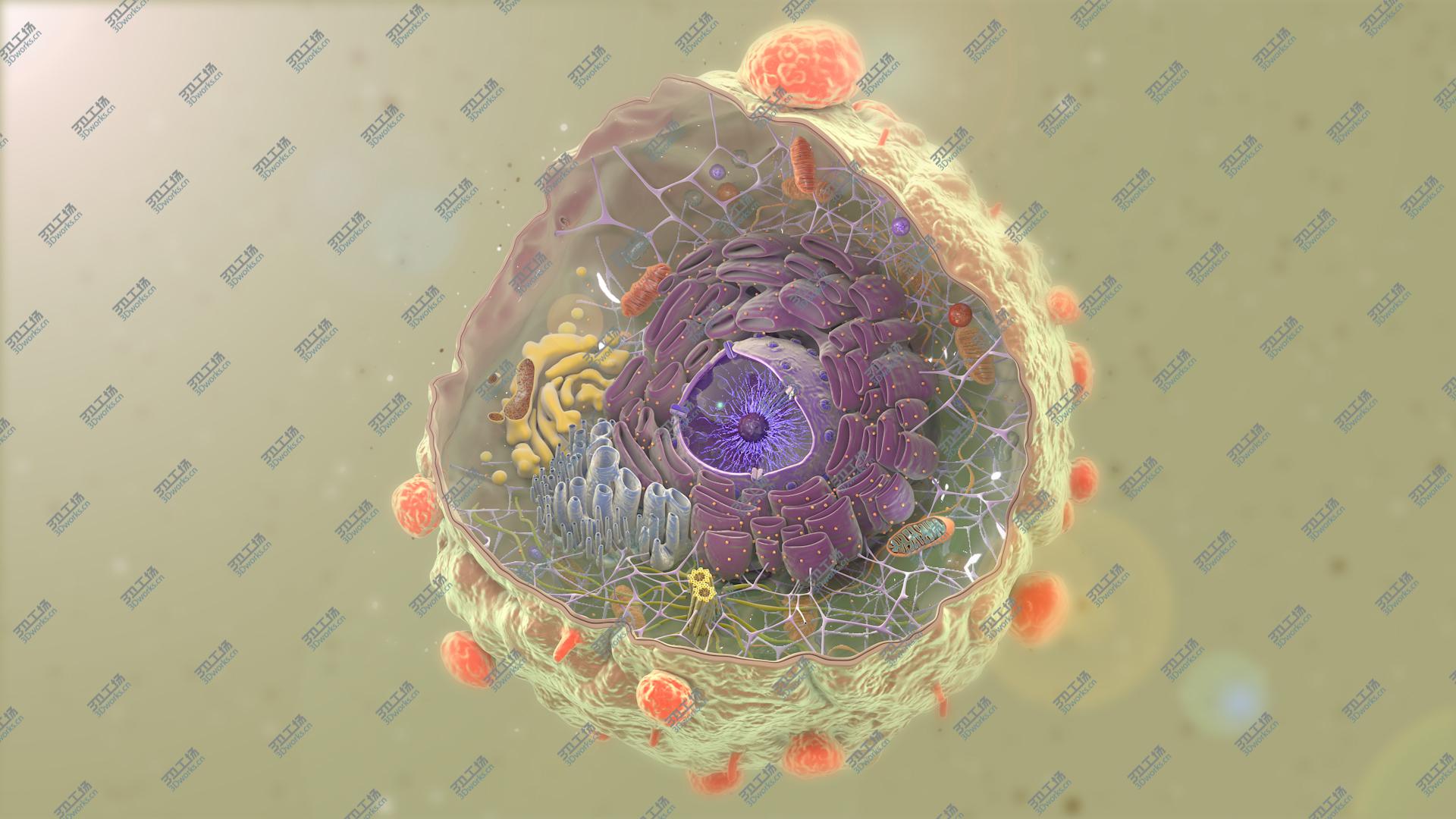 images/goods_img/202104021/3D Cancer Cell Structure model/2.jpg